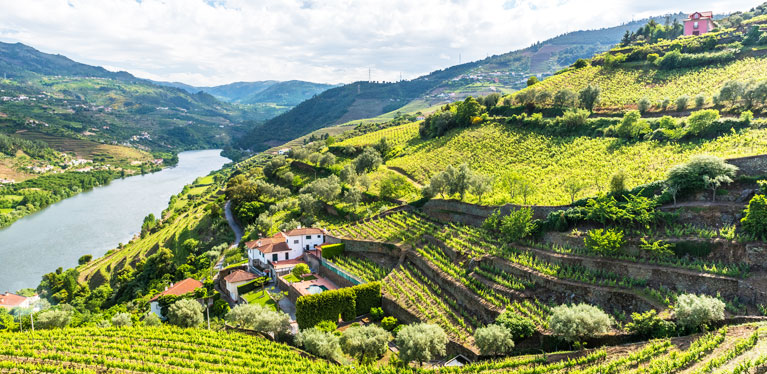 Duoro vineyards on a hillside